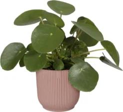 Elho Vibes Fold Rond 30 - Bloempot Voor Binnen - Ø 29.5 X H 27.2 Cm - Delicaat Roze -Tuinmeubelseries Winkel 1200x1093 6