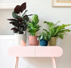 Elho Vibes Fold Rond 25 - Bloempot Voor Binnen - Ø 25.0 X H 23.0 Cm - Delicaat Roze -Tuinmeubelseries Winkel 1200x1149 3