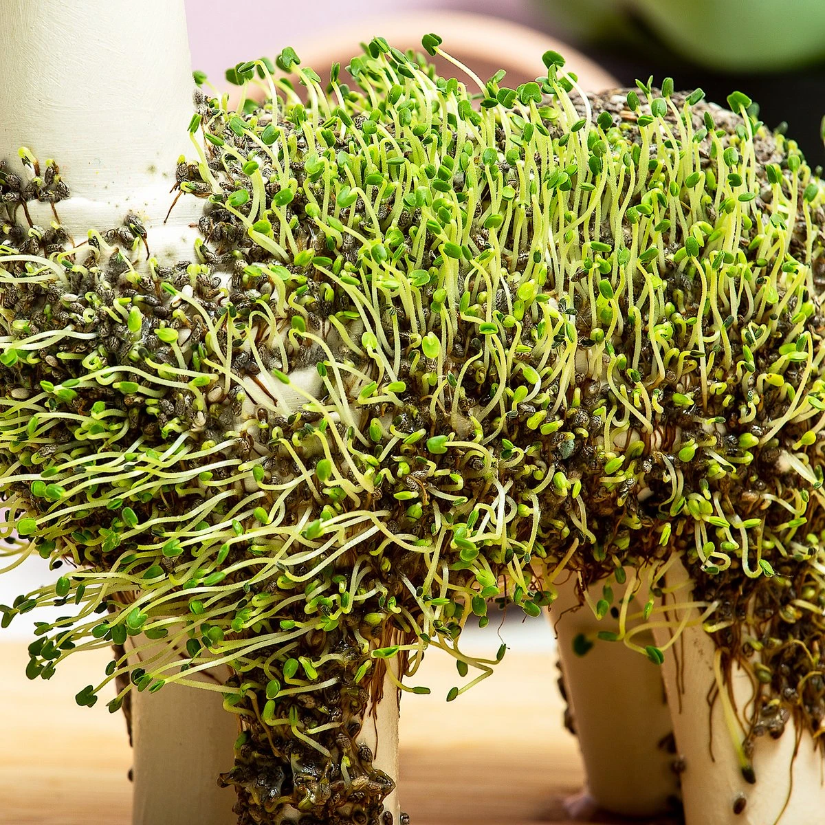 Gift Republic Lama Bloempot Met Zaadjes Gift Republic Lama Bloempot Met Zaadjes -Tuinmeubelseries Winkel 1200x1200 2588