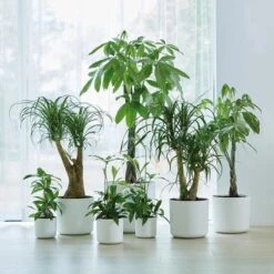 Elho B.for Soft Rond 30 - Bloempot Voor Binnen - Ø 29.5 X H 27.6 Cm - Wit 5 Elho B.for Soft Rond 30 - Bloempot Voor Binnen - Ø 29.5 X H 27.6 Cm - Wit -Tuinmeubelseries Winkel 1200x1200 2625