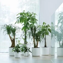 Elho B.for Soft Rond 30 - Bloempot Voor Binnen - Ø 29.5 X H 27.6 Cm - Wit 6 Elho B.for Soft Rond 30 - Bloempot Voor Binnen - Ø 29.5 X H 27.6 Cm - Wit -Tuinmeubelseries Winkel 1200x1200 2626