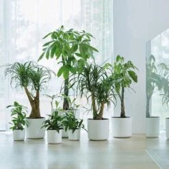 Elho B.for Soft Rond 30 - Bloempot Voor Binnen - Ø 29.5 X H 27.6 Cm - Wit 9 Elho B.for Soft Rond 30 - Bloempot Voor Binnen - Ø 29.5 X H 27.6 Cm - Wit -Tuinmeubelseries Winkel 1200x1200 2628