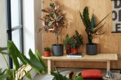 Elho B.for Soft Rond 30 - Bloempot Voor Binnen - Ø 29.5 X H 27.6 Cm - Wit 10 Elho B.for Soft Rond 30 - Bloempot Voor Binnen - Ø 29.5 X H 27.6 Cm - Wit -Tuinmeubelseries Winkel 1200x800 410