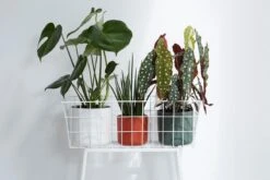 Elho B.for Soft Rond 30 - Bloempot Voor Binnen - Ø 29.5 X H 27.6 Cm - Wit 11 Elho B.for Soft Rond 30 - Bloempot Voor Binnen - Ø 29.5 X H 27.6 Cm - Wit -Tuinmeubelseries Winkel 1200x800 411