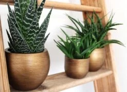 Capi Europe - Bloempot Bol Retro - 23x21 - Goud - Bloempot Voor Binnen - BRTG134 -Tuinmeubelseries Winkel 1200x876 1