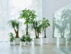 Elho B.for Soft Rond 30 - Bloempot Voor Binnen - Ø 29.5 X H 27.6 Cm - Wit 15 Elho B.for Soft Rond 30 - Bloempot Voor Binnen - Ø 29.5 X H 27.6 Cm - Wit -Tuinmeubelseries Winkel 1200x916