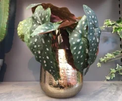 Gina Da Bloempot Karakter Goud - XL -Tuinmeubelseries Winkel 1200x984 5