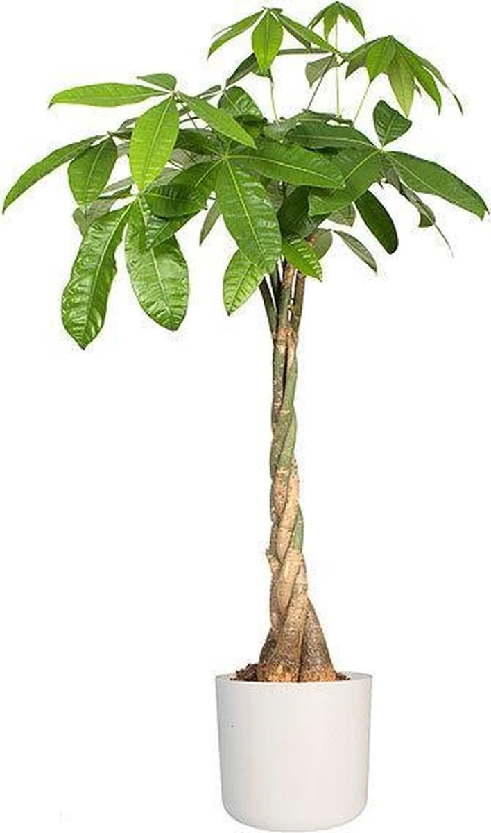 Elho B.for Soft Rond 30 - Bloempot voor Binnen - Ø 29.5 x H 27.6 cm - Wit Elho B.for Soft Rond 30 - Bloempot Voor Binnen - Ø 29.5 X H 27.6 Cm - Wit -Tuinmeubelseries Winkel