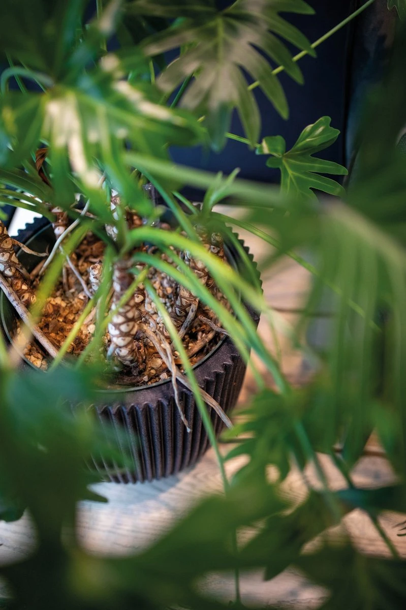 Capi Europe - Vaas elegant laag Groove NL - 46x58 - Goud - Voor binnen en buiten - KGVGB783 Capi Europe - Vaas Elegant Laag Groove NL - 46x58 - Goud - Voor Binnen En Buiten - KGVGB783 -Tuinmeubelseries Winkel 799x1200 17