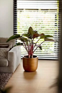 Capi Europe - Bloempot Bol Retro - 23x21 - Goud - Bloempot Voor Binnen - BRTG134 -Tuinmeubelseries Winkel 800x1200 110