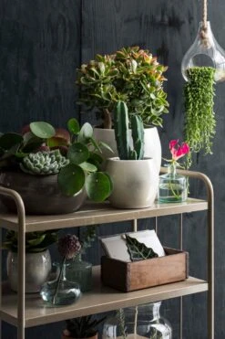 Mica Decorations Lester Bloempot - H18 X Ø20 Cm - Terracotta - Groen -Tuinmeubelseries Winkel 800x1200 111