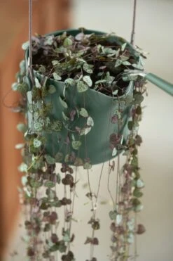 Elho B.for Swing 18 Hangpot - Bloempot Voor Binnen - Ø 18.0 X H 16.5 Cm - Groen/Blad Groen -Tuinmeubelseries Winkel 800x1200 116