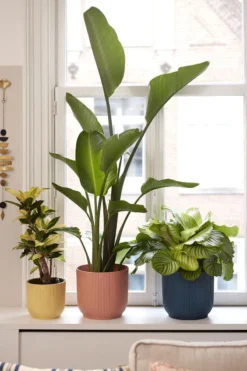 Elho Vibes Fold Rond 25 - Bloempot Voor Binnen - Ø 25.0 X H 23.0 Cm - Delicaat Roze -Tuinmeubelseries Winkel 800x1200 85