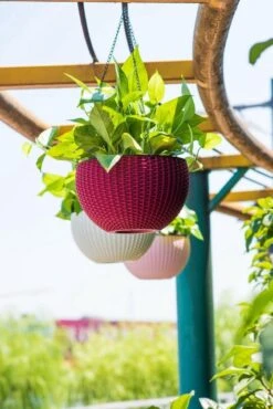 Hangpot Kunststof – Bloempot Hangend – Binnen & Buiten- Plantenhanger –Incl. Afvoerstop – 26 Cm - Zwart 2 Hangpot Kunststof – Bloempot Hangend – Binnen & Buiten- Plantenhanger –Incl. Afvoerstop – 26 Cm - Zwart -Tuinmeubelseries Winkel 801x1200 5