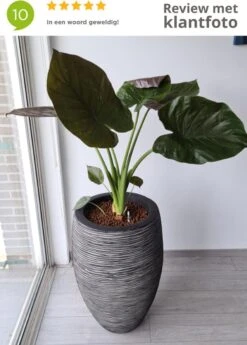 Capi Europe - Vaas Elegant Deluxe Rib NL - 40x60 - Antraciet - Voor Binnen En Buiten - KOFZ1131 -Tuinmeubelseries Winkel 858x1200 2