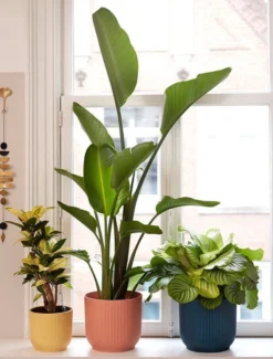 Elho Vibes Fold Rond 30 - Bloempot Voor Binnen - Ø 29.5 X H 27.2 Cm - Delicaat Roze -Tuinmeubelseries Winkel 911x1200 2