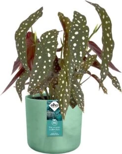 Elho The Ocean Collection Round 22cm - Bloempot Voor Binnen - 100% Gerecycled Materiaal - Gemaakt Met Zeeafval - Ø 22.3 X H 20.4 Cm - Pacifisch Groen 6 Elho The Ocean Collection Round 22cm - Bloempot Voor Binnen - 100% Gerecycled Materiaal - Gemaakt Met Zeeafval - Ø 22.3 X H 20.4 Cm - Pacifisch Groen -Tuinmeubelseries Winkel 952x1200