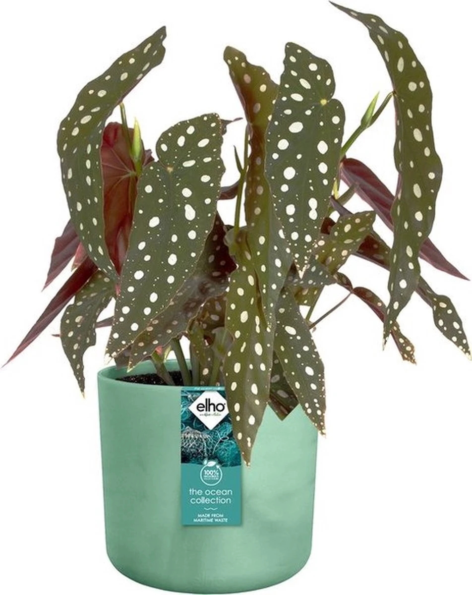 Elho The Ocean Collection Round 22cm - Bloempot voor Binnen - 100% Gerecycled Materiaal - Gemaakt met Zeeafval - Ø 22.3 x H 20.4 cm - Pacifisch Groen Elho The Ocean Collection Round 22cm - Bloempot Voor Binnen - 100% Gerecycled Materiaal - Gemaakt Met Zeeafval - Ø 22.3 X H 20.4 Cm - Pacifisch Groen -Tuinmeubelseries Winkel