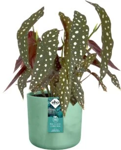 Elho The Ocean Collection Round 22cm - Bloempot Voor Binnen - 100% Gerecycled Materiaal - Gemaakt Met Zeeafval - Ø 22.3 X H 20.4 Cm - Pacifisch Groen 10 Elho The Ocean Collection Round 22cm - Bloempot Voor Binnen - 100% Gerecycled Materiaal - Gemaakt Met Zeeafval - Ø 22.3 X H 20.4 Cm - Pacifisch Groen -Tuinmeubelseries Winkel 969x1200