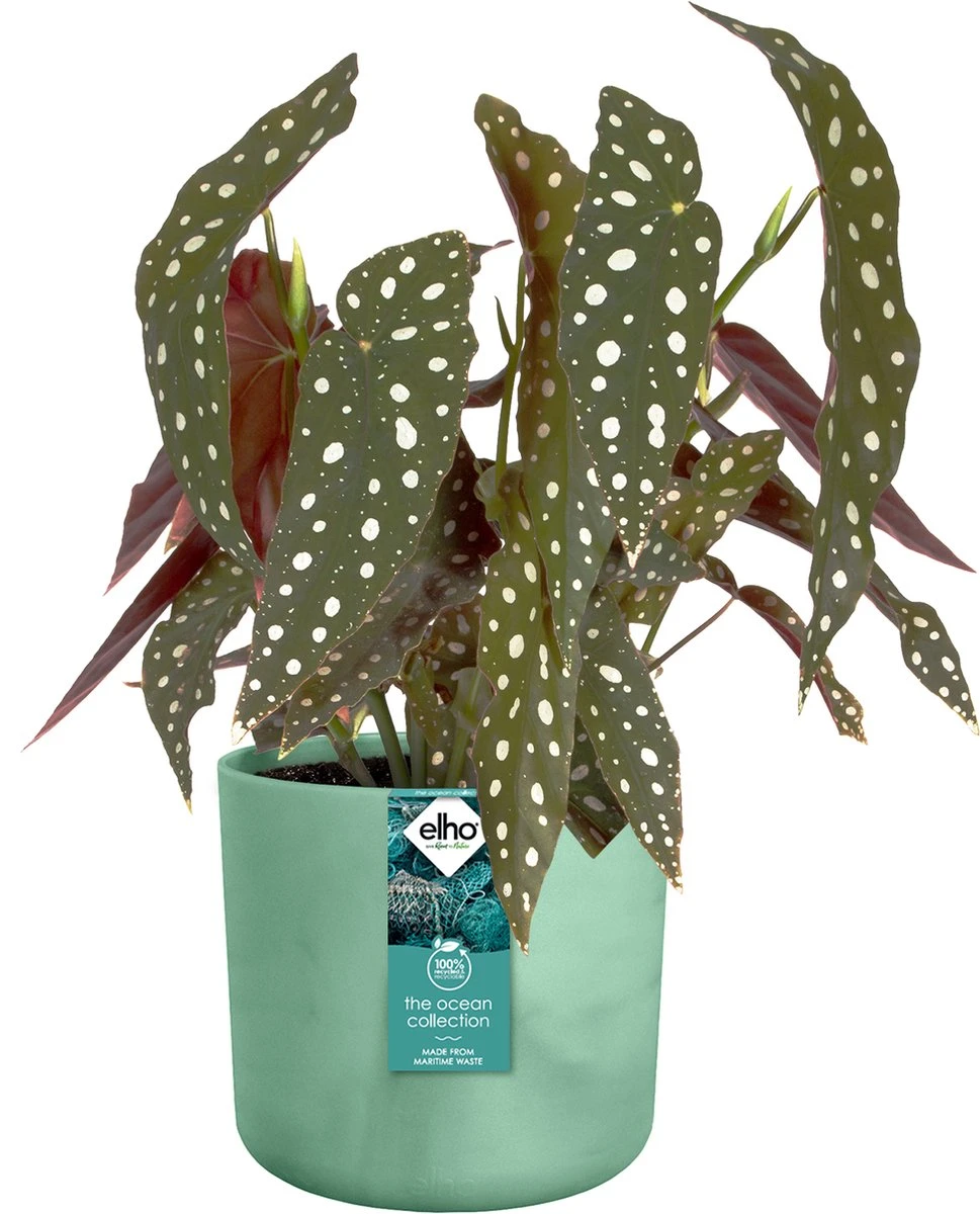 Elho The Ocean Collection Round 22cm - Bloempot voor Binnen - 100% Gerecycled Materiaal - Gemaakt met Zeeafval - Ø 22.3 x H 20.4 cm - Pacifisch Groen Elho The Ocean Collection Round 22cm - Bloempot Voor Binnen - 100% Gerecycled Materiaal - Gemaakt Met Zeeafval - Ø 22.3 X H 20.4 Cm - Pacifisch Groen -Tuinmeubelseries Winkel